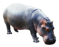 Hipopótamo PNG