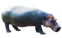 Hipopótamo PNG