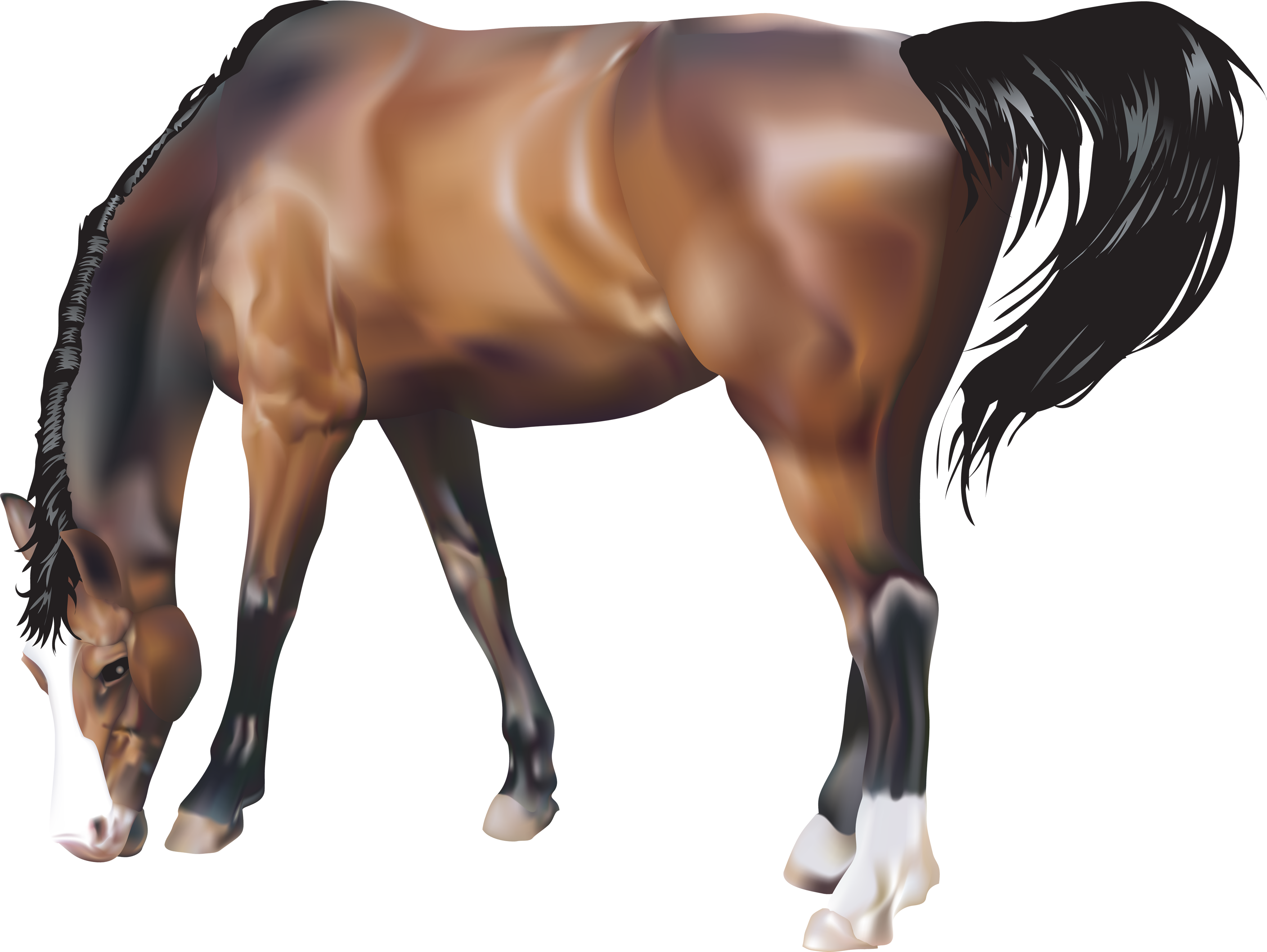 Horse Png Image