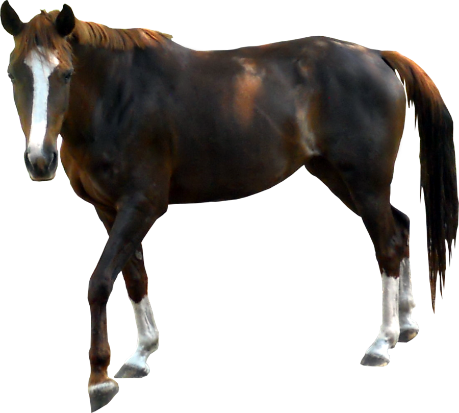 Caballo PNG