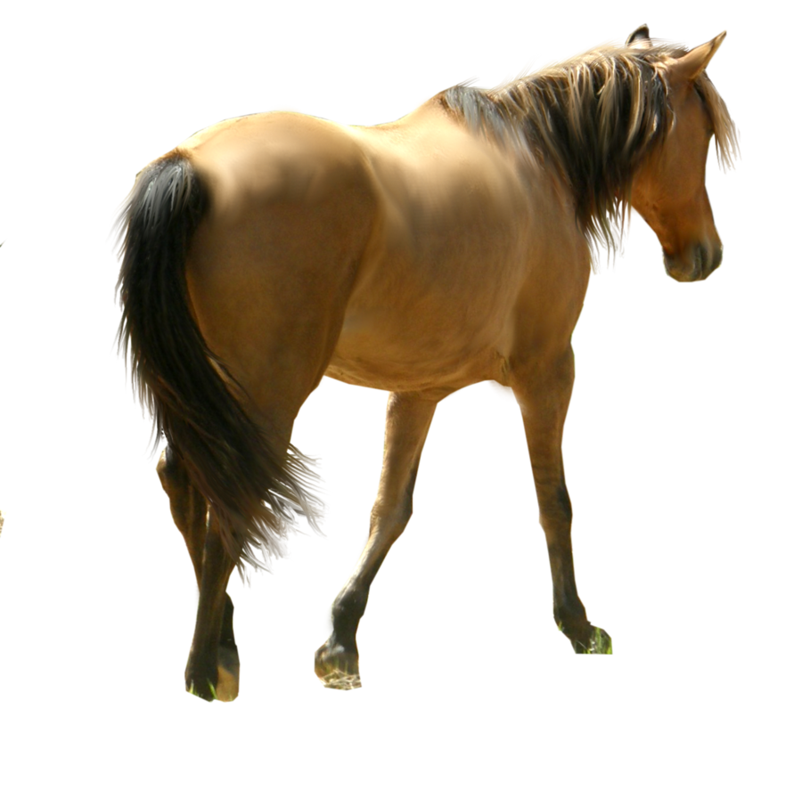 horse siluet png image, free download picture, transparent background