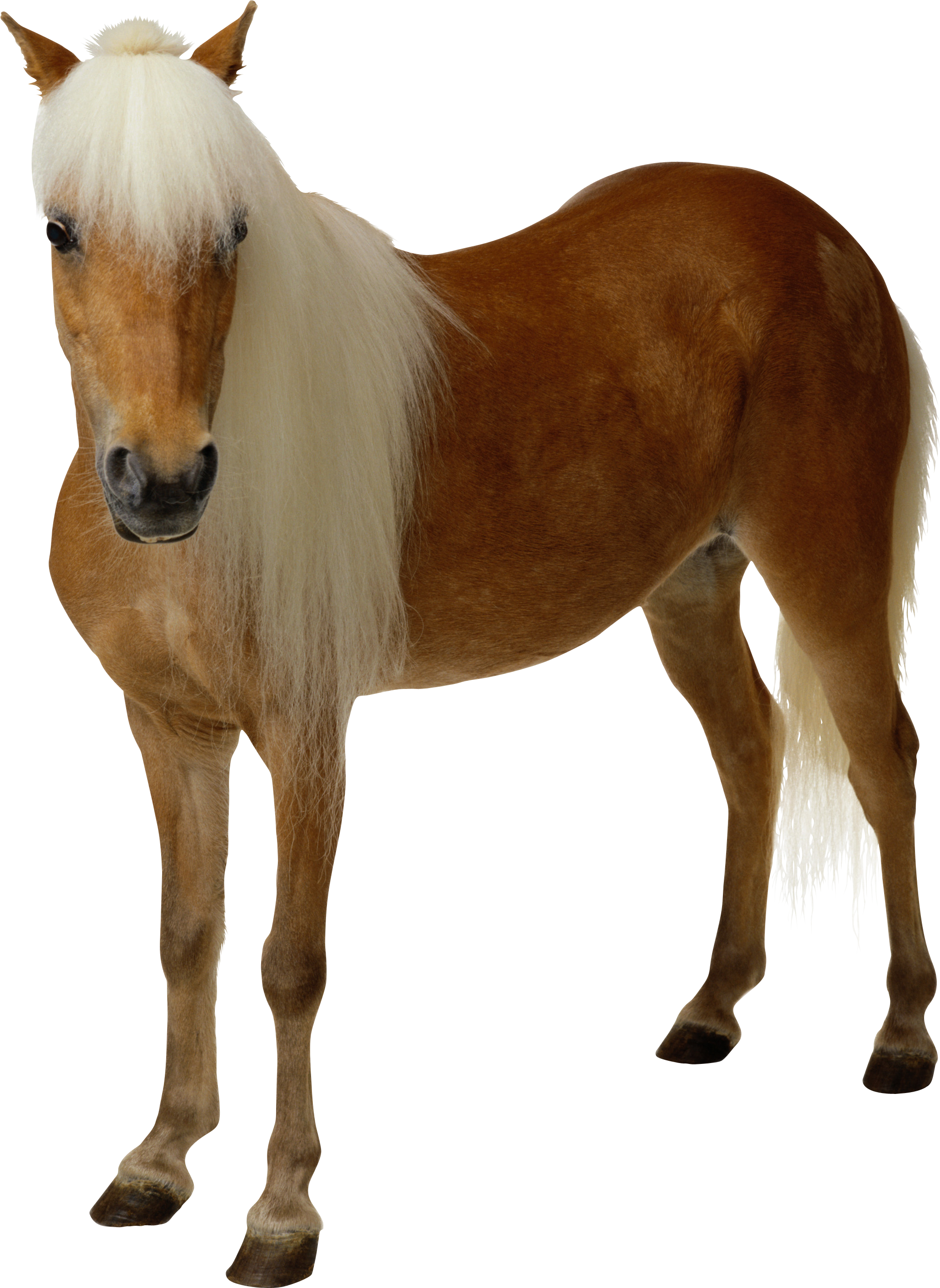 clipart brown horse png image, free download picture, transparent background