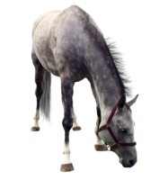 Лошадь PNG фото