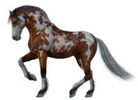Horse png image