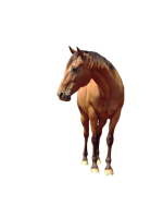 Caballo PNG