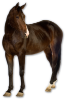 Конь PNG фото, лошадь PNG