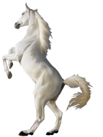 Белый конь PNG