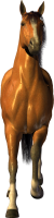 Caballo PNG