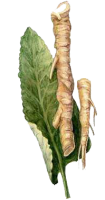 Horseradish PNG