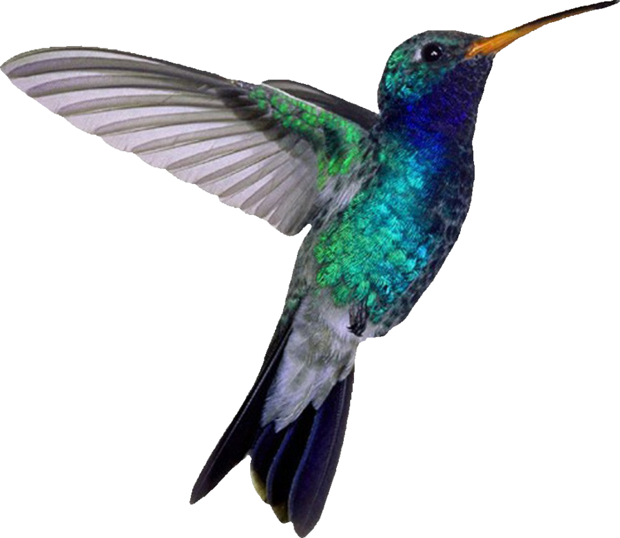 Colibrí PNG