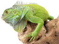 Iguana PNG