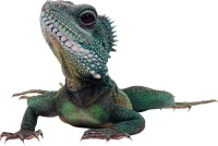 Iguana PNG