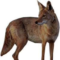 Jackal, coyote PNG