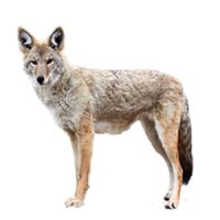Jackal, coyote PNG