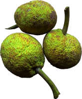 Jackfruit PNG fruit