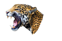 Jaguar PNG