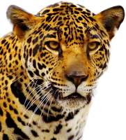 Panthera onca, jaguar, yaguar PNG