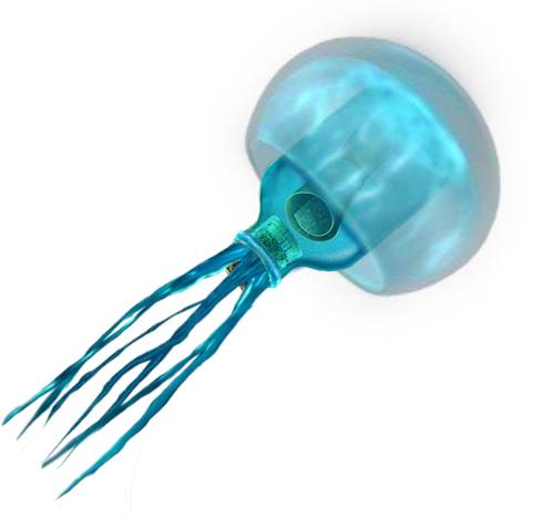 Jellyfish PNG
