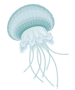 Jellyfish PNG