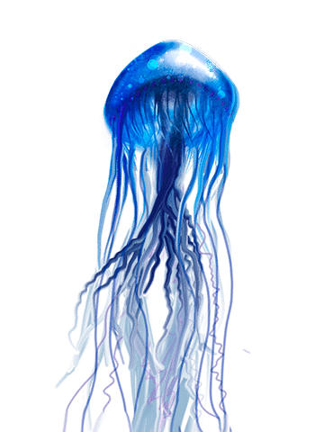 Jellyfish PNG