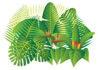 Selva PNG