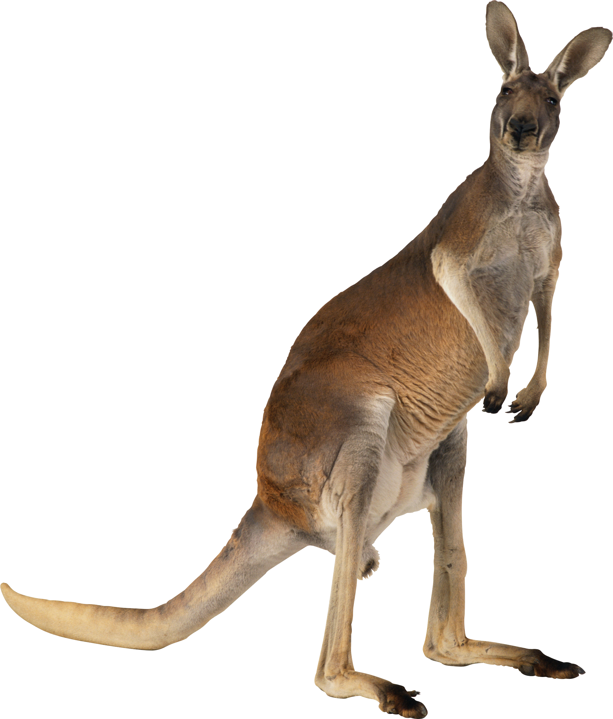 Kangaroo PNG images Download