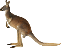Kangaroo PNG