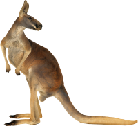 Kangaroo PNG