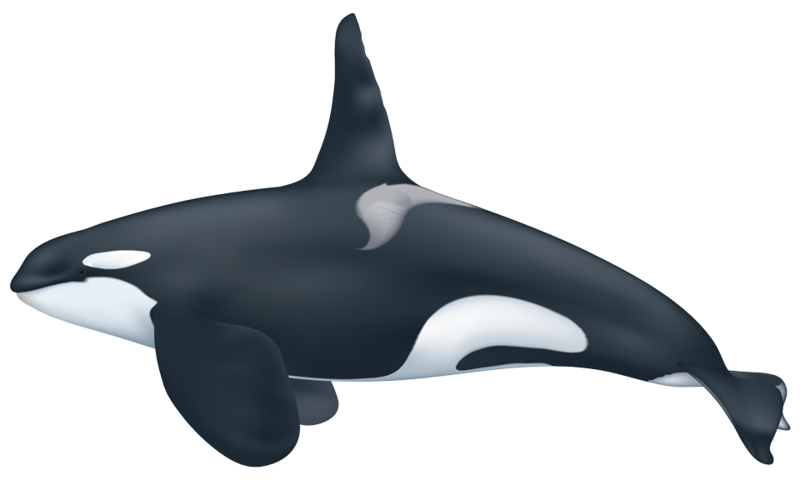 Killer whale PNG