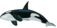 Orca PNG