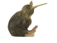 Kiwi bird PNG