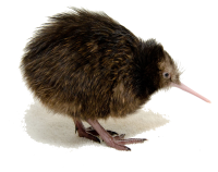 Kiwi moteado menor PNG