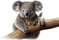 koala PNG