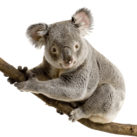 koala PNG