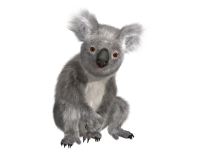 Коала PNG