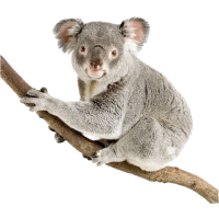 koala PNG