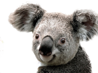 koala PNG