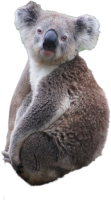 koala PNG