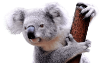 koala PNG