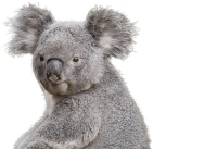 Коала PNG