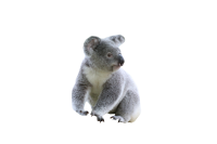 Коала PNG