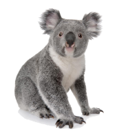 Коала PNG