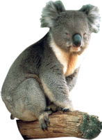Koala PNG