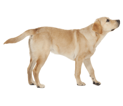 Labrador Retriever PNG