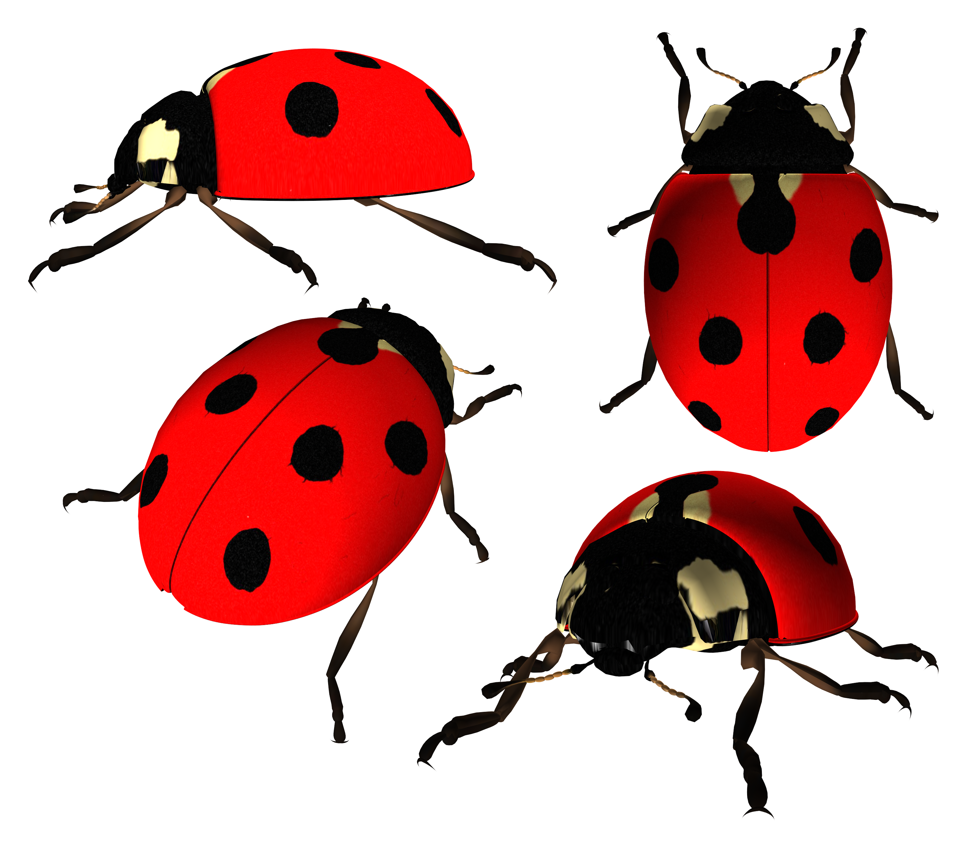 Ladybug PNG , Insect, Animal Imagem PNG e PSD Para Download Gratuito