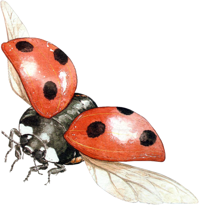 Ladybug PNG Image  Ladybug, Insects, Bugs