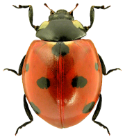 ladybug PNG image