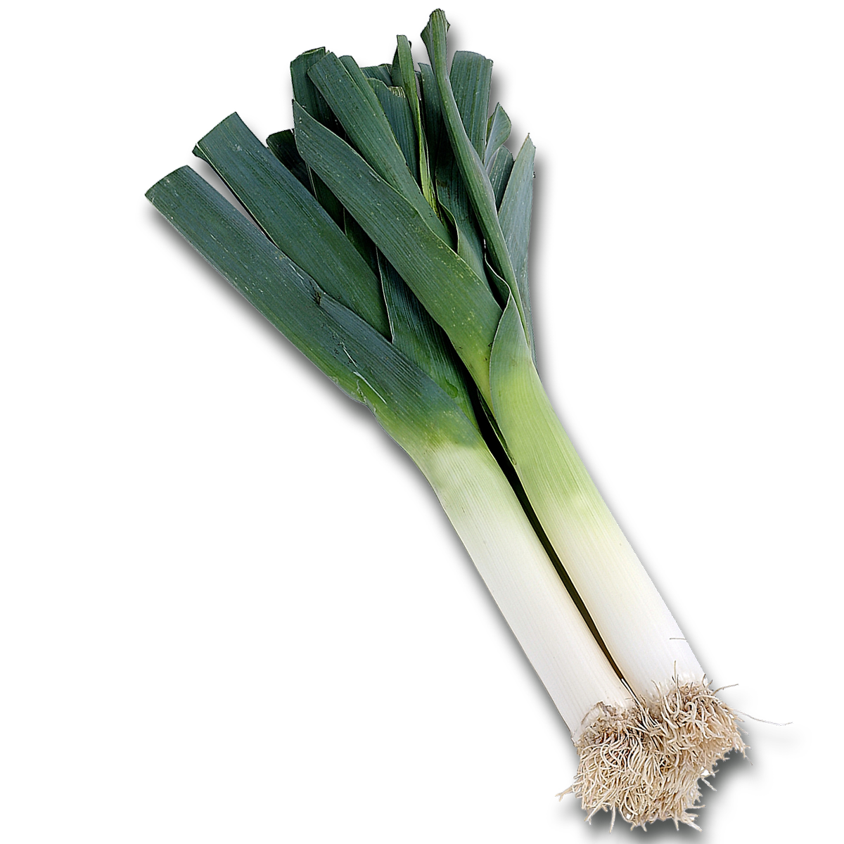 Leek PNG