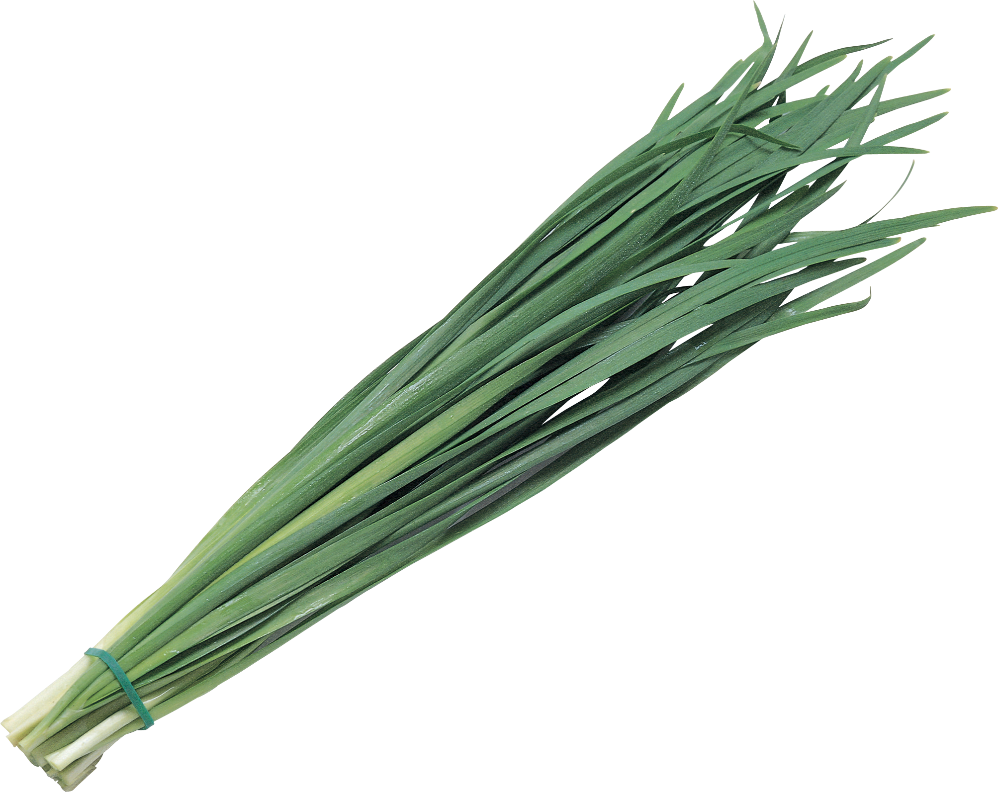 Leek PNG