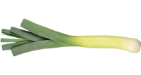 Лук зеленый PNG